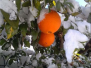 Oranges, janvier 2017
